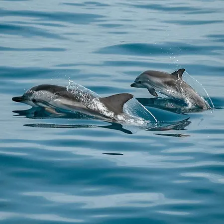 Silver Coast Sunset View *